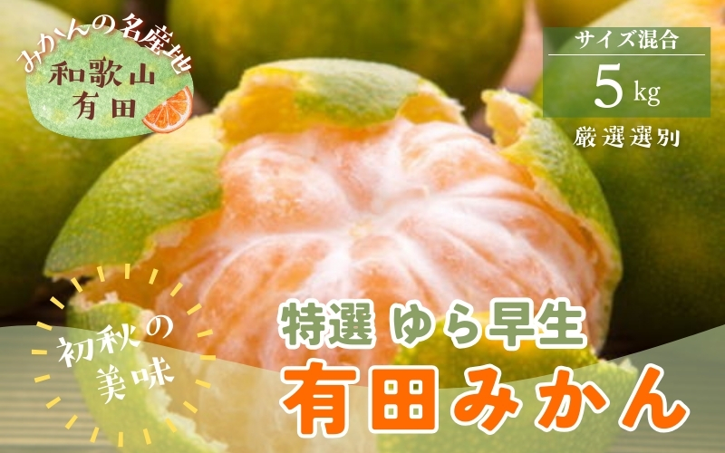 【初秋の美味】特選　ゆら早生有田みかん　約5kg+200g(傷み補償分)【2026年10月頃から順次発送予定】※北海道・沖縄・離島配送不可 / みかん くだもの 果物 フルーツ【ard051D】