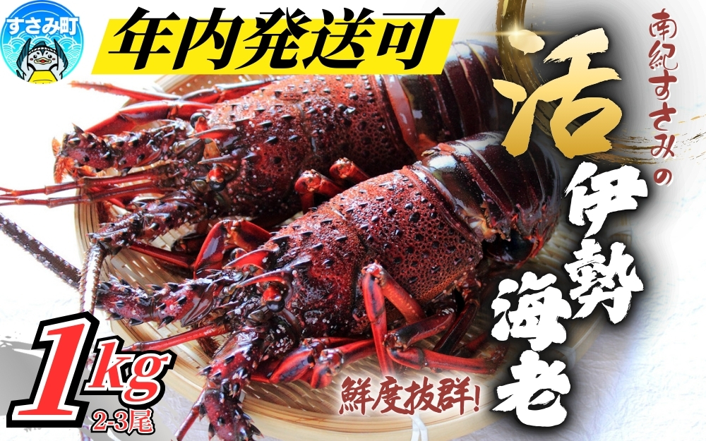 ＼期間限定・数量限定／ 南紀すさみの活き伊勢海老 約1kg(2匹)【日付指定必須】伊勢海老 伊勢エビ イセエビ 海老 えび エビ 活き 天然 すさみ町【eki109A】