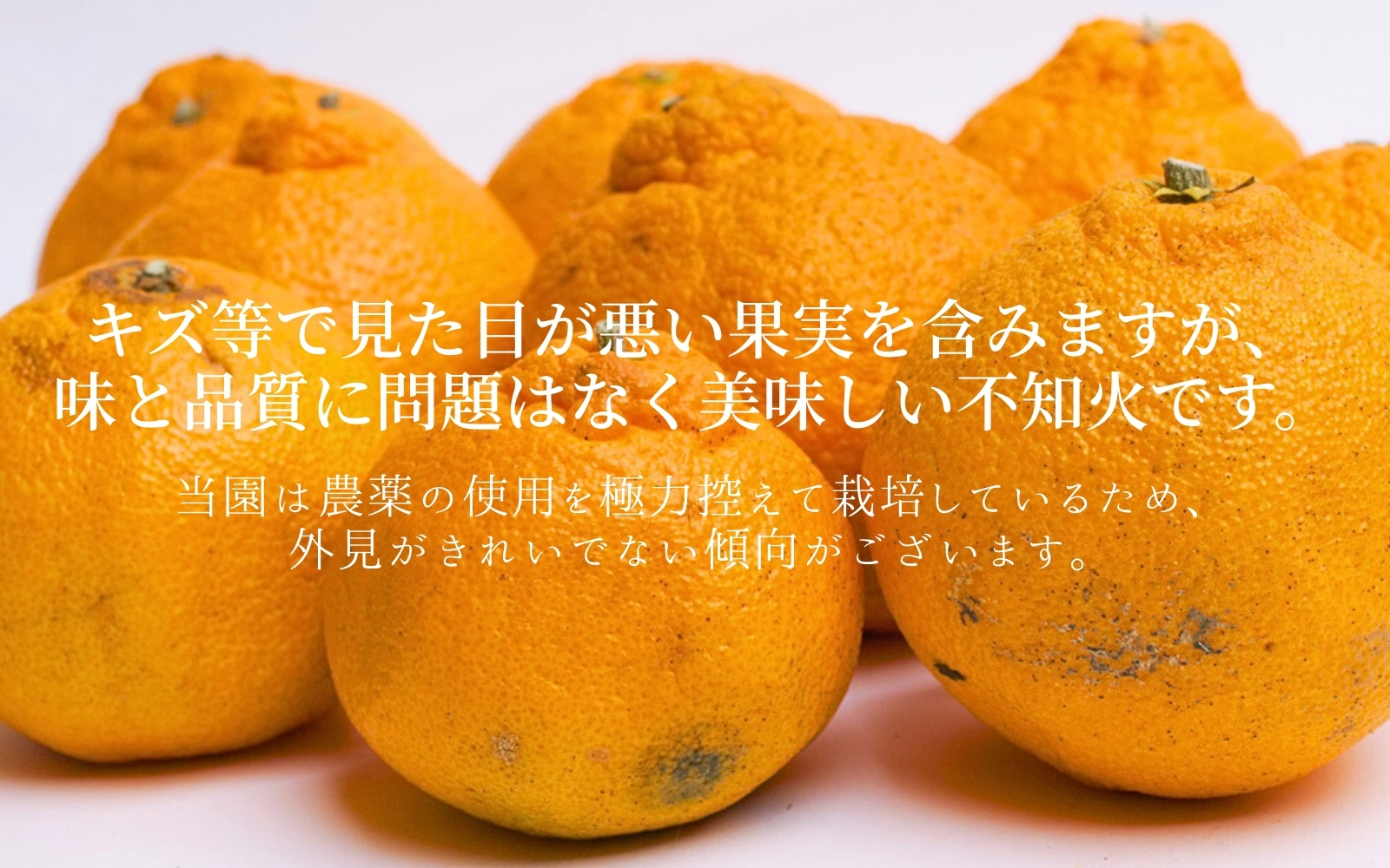 【先行予約】 不知火 【デコポンと同品種・人気の春みかん】 家庭用 1kg+250g（傷み補償分）【わけあり・訳あり】＜2月より発送＞ ※北海道・沖縄・離島への配送不可 不知火 デコポン 柑橘 【ikd161C】