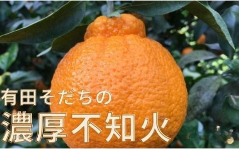 【先行予約】有田育ちの濃厚 不知火 ( デコポン と同品種)( 訳あり 家庭用 )  2kg+200g(痛み補償分)  ※北海道・沖縄・離島配送不可【ard020C】