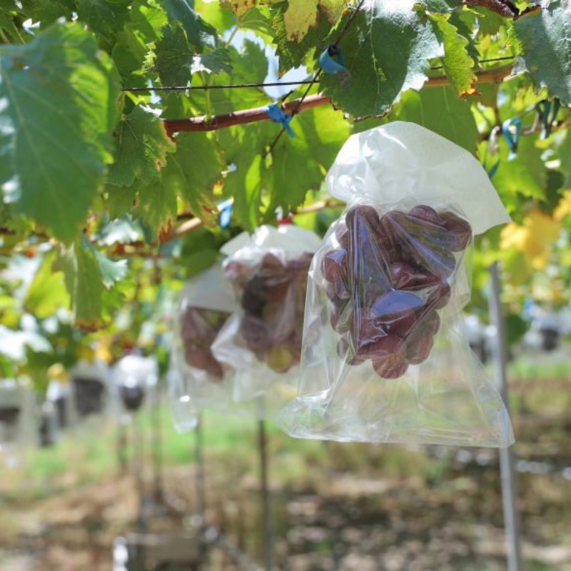 ピオーネ2房（約1.25kg）【2026年8月中旬～9月末ごろ順次発送】 ※北海道・沖縄・離島への配送不可 【ikd732A】