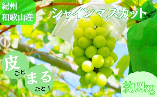 紀州和歌山産 シャインマスカット 約2kg ※2025年8月下旬頃?2025年9月上旬頃に順次発送 ※日付指定不可 ぶどう ブドウ 葡萄 マスカット 果物 くだもの フルーツ 人気【uot798】