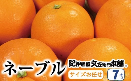 ネーブル 約7kg/サイズおまかせ　※2025年1月中旬～2025年2月上旬頃に順次発送予定(お届け日指定不可)　紀伊国屋文左衛門本舗 / みかん オレンジ ネーブル 果物 柑橘　和歌山  フルーツ くだもの 【sutb430A】