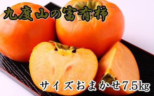 [柿の名産地]九度山の富有柿約7.5kgサイズおまかせ ※2024年11月上旬～2024年12月上旬頃順次発送【tec403A】