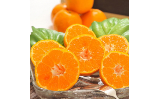 【先行予約】極甘 柑橘有田育ちの 濃厚 ポンカン（家庭用）5kg+200g(痛み補償分)※2026年1月上旬～2月下旬頃に順次発送予定 ※着日指定不可【ard077C】