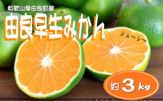 【先行予約】和歌山由良町産 由良早生みかん 約3kg 訳あり キズ 御家庭用 サイズ混合 ※北海道・沖縄・離島配送不可【sml126A】