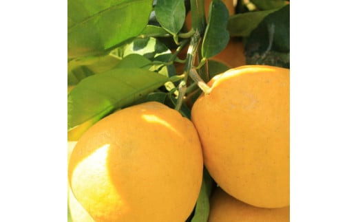 【先行予約】＜4月中旬～＞【爽快柑橘】有田育ちの爽やか河内晩柑（ご家庭用）　約3.5kg | ばんかん 文旦 グレープフルーツ 柑橘 混合 ※2024年4月中旬～6月上旬頃に順次発送予定 ※着日指定不可【ard174A】