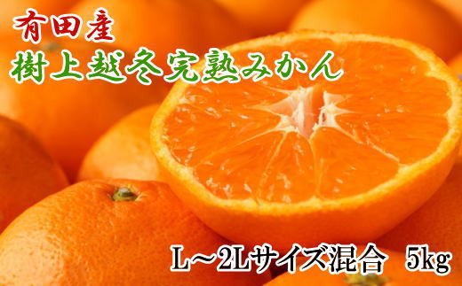 【濃厚・まろやか】有田産樹上越冬完熟みかん5kg（L～2Lサイズ混合・秀品）　※2025年1月下旬頃～2025年2月中旬頃【tec874A】