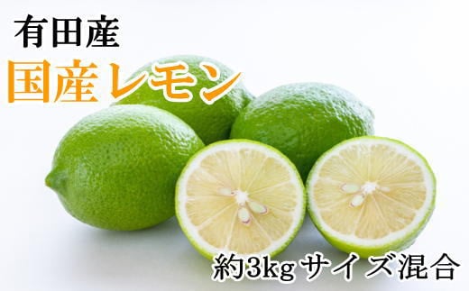 有田産の安心国産レモン約3kg （サイズ混合）※2024年10月中旬～2025年3月下旬頃に順次発送予定（お届け日指定不可）【tec943】