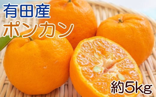  [濃厚・春みかん]有田産ポンカン約5kg(サイズおまかせ) ※2025年2月上旬～下旬頃発送予定（お届け日指定不可）【tec932】