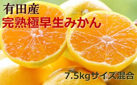 ◆先行予約◆【手選別】紀州有田の完熟極早生みかん約7.5kg(サイズ混合)　※2024年10月下旬～11月上旬頃より順次発送【tec802】