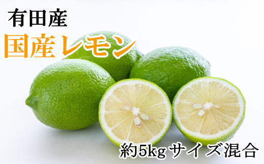 有田産の安心国産レモン約5kg （サイズ混合）※2024年10月中旬～2024年3月下旬頃に順次発送予定（お届け日指定不可）【tec938】