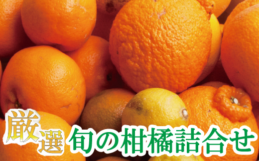 ＜1月より発送＞厳選 柑橘詰合せ7.5kg+225g（傷み補償分）【有田の春みかん詰め合わせ・フルーツ詰め合せ・オレンジつめあわせ】【光センサー選別】/ 和歌山 おすすめ 果物 フルーツ 柑橘 ふるーつ みかん【ikd042C】 