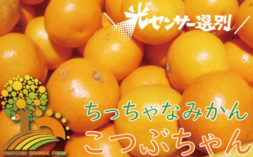 ＼光センサー選別／ ちっちゃな有田みかん こつぶみかん 約10kg （3S～Sサイズ混合）有機質肥料100% ※2024年11月中旬頃～2025年1月上旬頃に順次発送予定（お届け日指定不可） 先行予約 みかん 有田みかん 温州みかん ミカン 小粒 柑橘 フルーツ 果物【nuk153A】