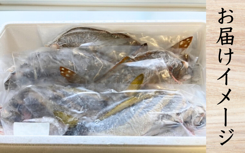 【一本魚】和歌山県すさみ産 まるっと鮮魚便【3～4匹】/ 魚介 海鮮 海の幸 魚料理 冷凍 まるごと 新鮮 刺身 和歌山 すさみ町 大容量 【scp122-2】