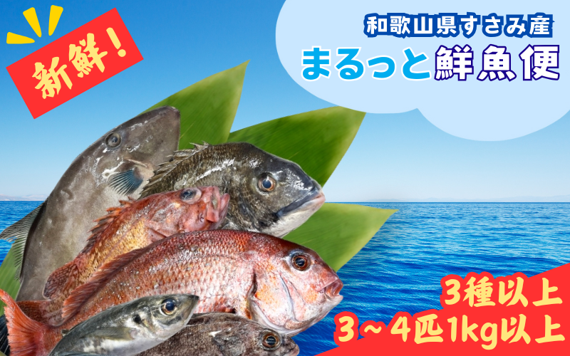 【一本魚】和歌山県すさみ産 まるっと鮮魚便【3～4匹】/ 魚介 海鮮 海の幸 魚料理 冷凍 まるごと 新鮮 刺身 和歌山 すさみ町 大容量 【scp122-2】