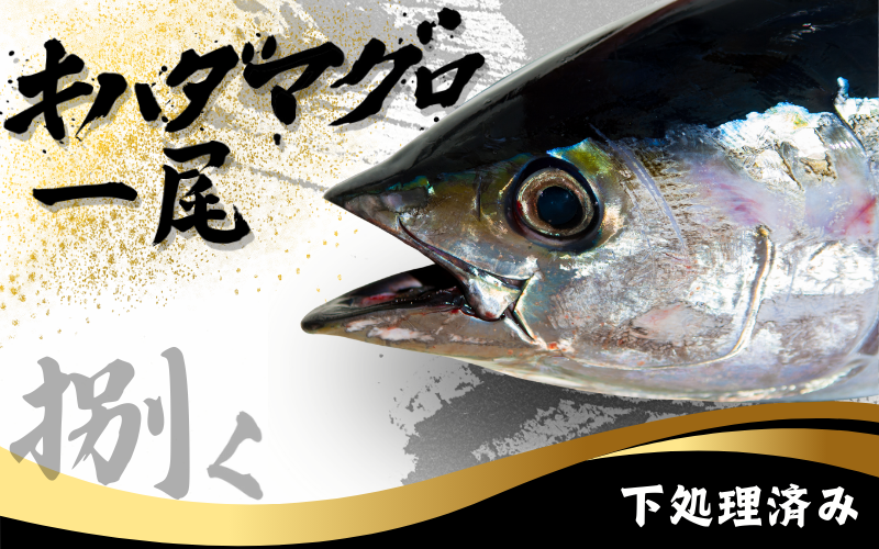 キハダマグロ 1尾 下処理済み 和歌山県すさみ町産 / マグロ 丸ごと 魚 捌く 鮪 海鮮丼 寿司 手巻き寿司 漬け丼 海鮮 海の幸 魚介 新鮮 刺身 和歌山 すさみ町 キハダマグロ 大容量 【scp123】