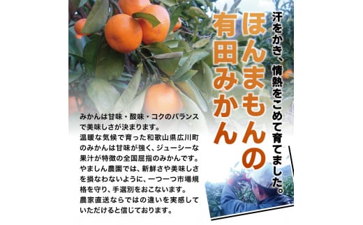 ＼光センサー選別／ ちっちゃな有田みかん こつぶみかん 約10kg （3S～Sサイズ混合）有機質肥料100% ※2024年11月中旬頃～2025年1月上旬頃に順次発送予定（お届け日指定不可） 先行予約 みかん 有田みかん 温州みかん ミカン 小粒 柑橘 フルーツ 果物【nuk153A】