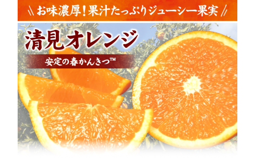 清見オレンジ 約8kg / 果実サイズおまかせ ※2025年2月中旬～4月下旬頃発送予定  紀伊国屋文左衛門本舗 / オレンジ 清美オレンジ 和歌山 柑橘 みかん 果物 フルーツ【sutb401B】