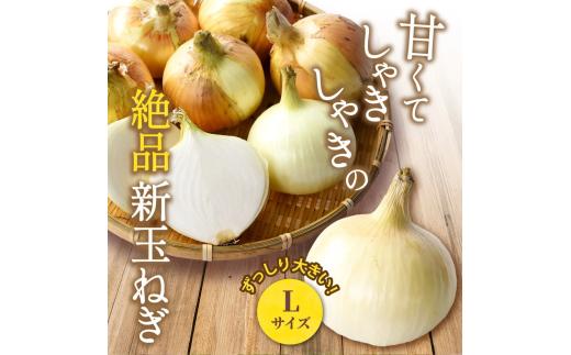和歌山県産新玉ねぎ約10kg　Lサイズ 約25個入り　こだわり農家厳選！【2026年4月末頃～6月中旬に発送予定】人気 おすすめ たまねぎ 玉ねぎ 玉葱 タマネギ オニオン スープ サラダ 国産 野菜 新鮮 ビッグサイズ 大きい BBQ【kgr033】 