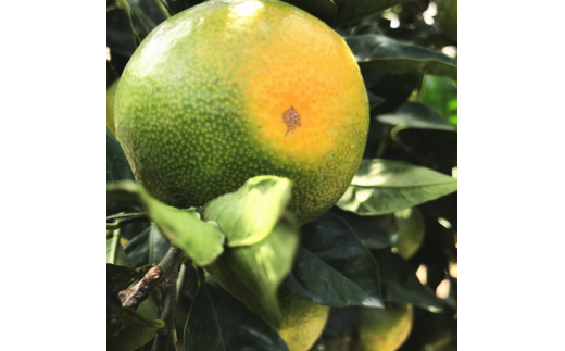 ãå
è¡äºçŽã ã2026幎9æïœçºéããå®¶åºçšéåãæç°ã¿ãã çŽ7.5kg+200g(å·ã¿è£åå) / ã¿ãã æç© ãã ãã® ãã«ãŒã ææ©ãard146Bã