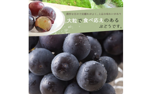 紀州和歌山産 ピオーネ 約2kg ※2025年8月下旬頃?2025年9月上旬頃に順次発送 ※日付指定不可 ぶどう ブドウ 葡萄 果物 くだもの フルーツ【uot781】