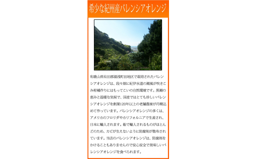 秀品　希少な国産バレンシアオレンジ　2.5kg　※2025年6月下旬頃～7月上旬頃順次発送（お届け日指定不可） / オレンジ みかん 柑橘 果物 果実 バレンシア【uot752】