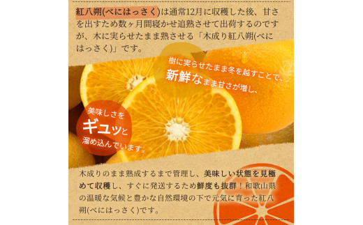 【先行予約】紀州有田産木成り完熟紅八朔８kg ※2025年2月下旬頃～2025年3月下旬頃に順次発送予定（お届け日指定不可）/和歌山 有田 みかん フルーツ【uot795】