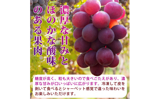 紀州和歌山産 巨峰ぶどう 約2kg ※2025年8月下旬頃?2025年9月上旬頃に順次発送 ※日付指定不可 巨峰 ぶどう ブドウ 葡萄 果物 くだもの フルーツ【uot784A】