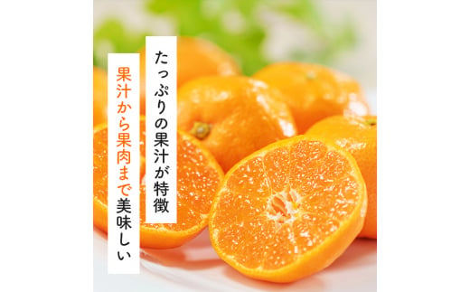 有田育ちのご家庭用完熟 有田みかん 2.2kg ※2024年11月上旬～12月下旬頃に順次発送【ard201】