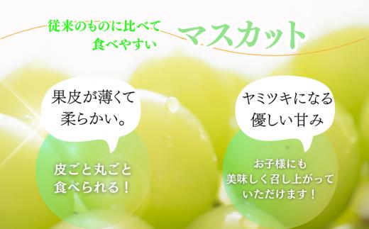 紀州和歌山産 シャインマスカット 約2kg ※2025年8月下旬頃?2025年9月上旬頃に順次発送 ※日付指定不可 ぶどう ブドウ 葡萄 マスカット 果物 くだもの フルーツ 人気【uot798】