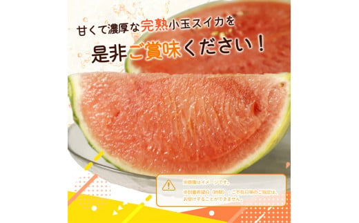 紀州和歌山産 小玉スイカ「ひとりじめ」1玉【予約】 ※2025年6月上旬頃?2025年6月下旬頃に順次発送予定(お届け日指定不可)  スイカ すいか 果物 くだもの フルーツ【uot778】