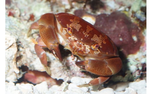 ＼たくさんの生物と触れ合える♪／　エビとカニの水族館 ペアチケット　【ebk001】