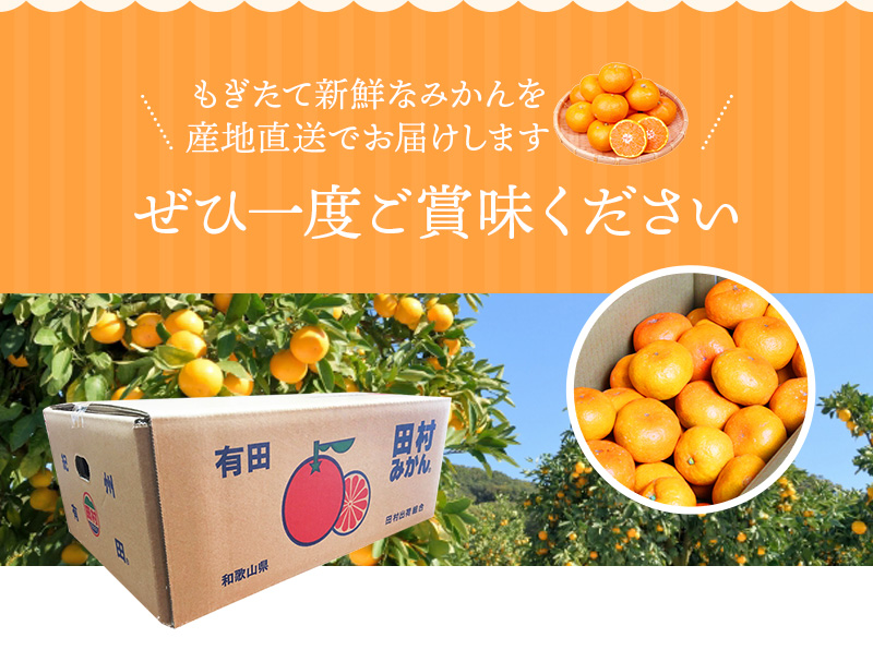 【先行予約】高級ブランド 秀品 紀州有田田村産みかん 3kg ※2025年12月頃〜2026年1月下旬頃に順次発送予定 / みかん ミカン 蜜柑 温州みかん 柑橘 フルーツ 果物 【uot848】