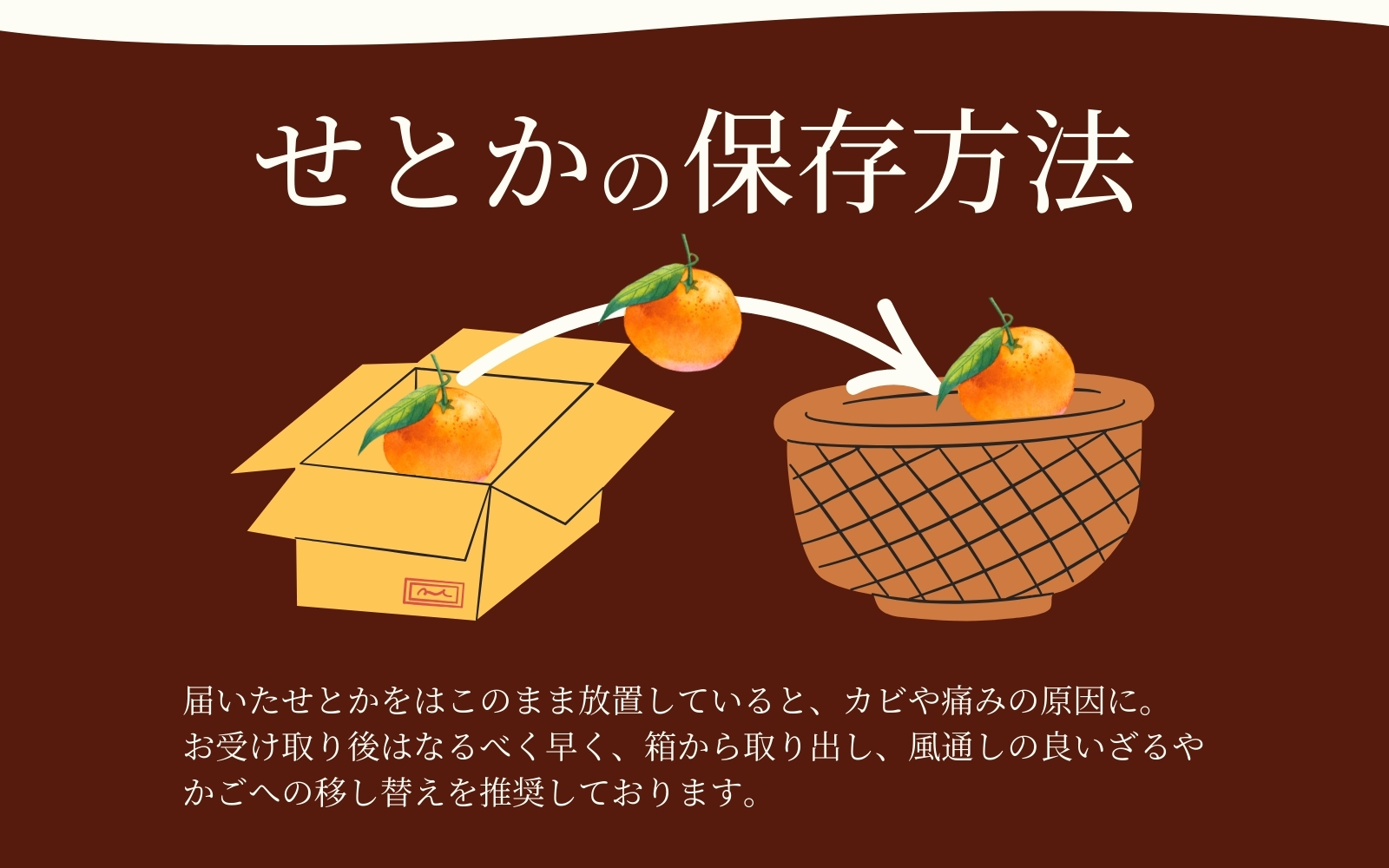 とろける食感！ジューシー柑橘 せとか 約3kg【予約】※2026年2月下旬頃〜2026年3月下旬頃発送(お届け日指定不可) みかん ミカン 蜜柑 柑橘 果物 フルーツ【uot506A】