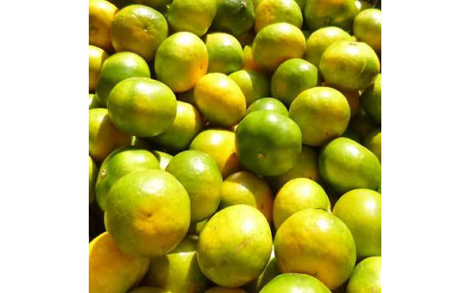 【2026年秋頃発送予約分】【農家直送】こだわりの極早生みかん 約2kg 【数量限定】 有機質肥料100% サイズ混合 先行予約 ※2025年9月下旬より順次発送予定（お届け日指定不可）【nuk170A】