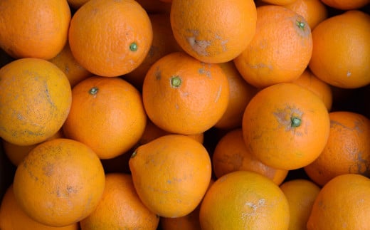 【濃厚】有田産清見オレンジ約5kg(M～3Lサイズおまかせ)ご家庭用 ※2027年2月中旬～2027年3月中旬頃に順次発送予定（日付指定不可）【tec959A】