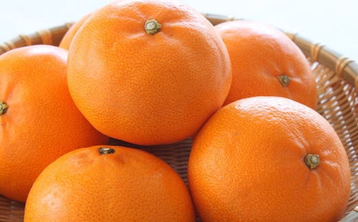  一度は食べていただきたい「有田産のせとか」約4～5kg（サイズおまかせ）※2026年2月中旬～2026年3月上旬頃に順次発送【tecj1024】 