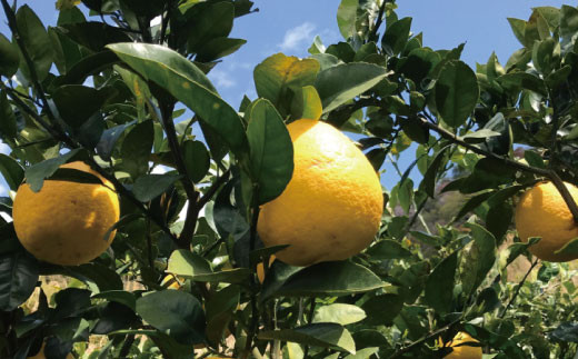 【2026年4月上旬～6月下旬発送】【和製グレープフルーツ】有田育ちの河内晩柑(ご家庭用)　1.5kg【ard223A】