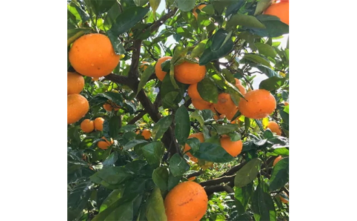 【先行予約】【果汁たっぷり】迫力満点！ 大粒 完熟有田みかん 家庭用 サイズ混合(2L～4L)　約10.2kg(10kg+200g)【2026年11月中旬～1月中旬頃に順次発送予定】【ard055D】