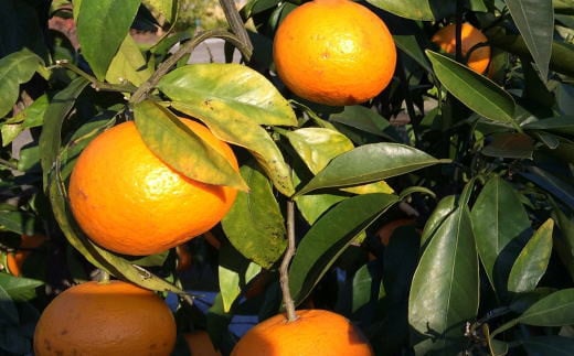 ãæ¥ã¿ãããåæå±±æç°ç£ã«ã©ãã³ããªã³çŽ5kg(ãµã€ãºããŸãã)â»2026幎4æäžæ¬ïœ2026幎5æäžæ¬é ã«é 次çºéãtecj1022ã