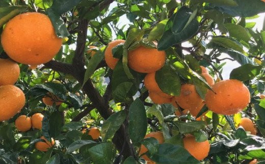 【11月発送】農園直送!完熟有田みかん 約10kg+200g【サイズ混合】 | 予約 和歌山 有田みかん みかん【ard004D-11】