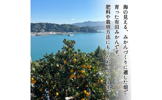 家庭用 訳あり 有田みかん 和歌山 大玉(2L,3Lサイズ混合) 10kg【10月上旬～1月下旬頃に順次発送】/ みかん フルーツ 果物 くだもの 有田みかん 蜜柑 柑橘【ktn012A】