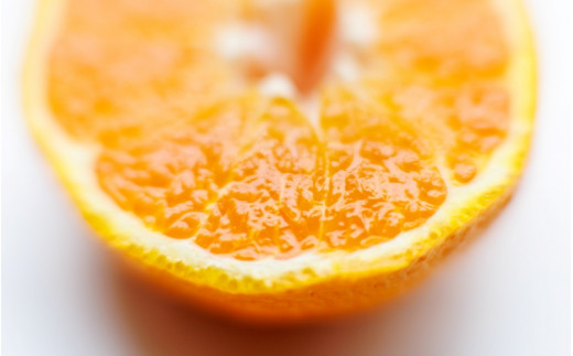 ãå
è¡äºçŽãåžå°çš®ã¿ãã ã¯ãã²ã çŽ5kg(25åïœ30å) ç§å 2026幎12æäžæ¬ïœ2027幎2æåæ¬é ã«é 次çºéäºå®ïŒãå±ãæ¥æå®äžå¯ïŒ/ åæå±± ã¿ãã ã¯ãã²ã ãã«ãŒã ææ© èæ æç© ãã ãã®ãkgr004Aã