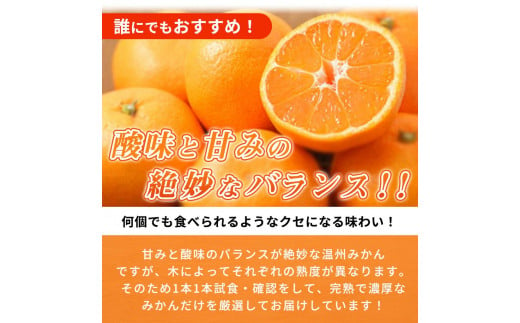 【先行予約】紀州有田産 濃厚完熟 温州みかん 5kg ※2024年11月下旬頃〜2025年1月下旬頃に順次発送予定 / みかん ミカン 蜜柑 温州みかん 柑橘 フルーツ 果物 くだもの 和歌山