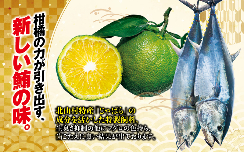 本マグロ 大トロ&中トロ＆赤身セット 500g（養殖)  【配達日指定不可】濃厚な赤身と高級部位トロの鮪好きにはたまらないセット / まぐろ マグロ 鮪 大トロ 中トロ 赤身 鮪とろ マグロトロ まぐろ赤身 まぐろ大トロ まぐろ中トロ まぐろ刺身 まぐろさしみ 刺身 さしみ 柵 サク 和歌山県 串本町 【nks110D-26cp】