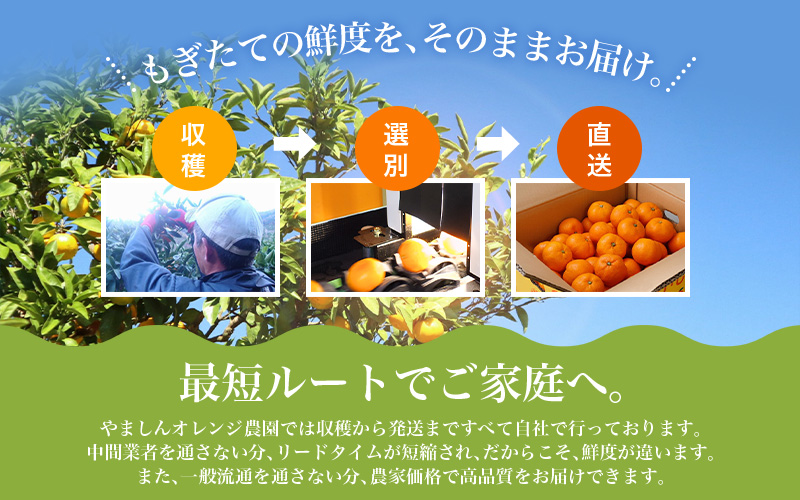 みかん 【2025年12月発送予約分】＼光センサー選別／農家直送 こだわりの有田みかん 約5kg＋250g(傷み補償分) 【ご家庭用】【12月発送】 ※北海道・沖縄・離島配送不可【nuk160-12B】