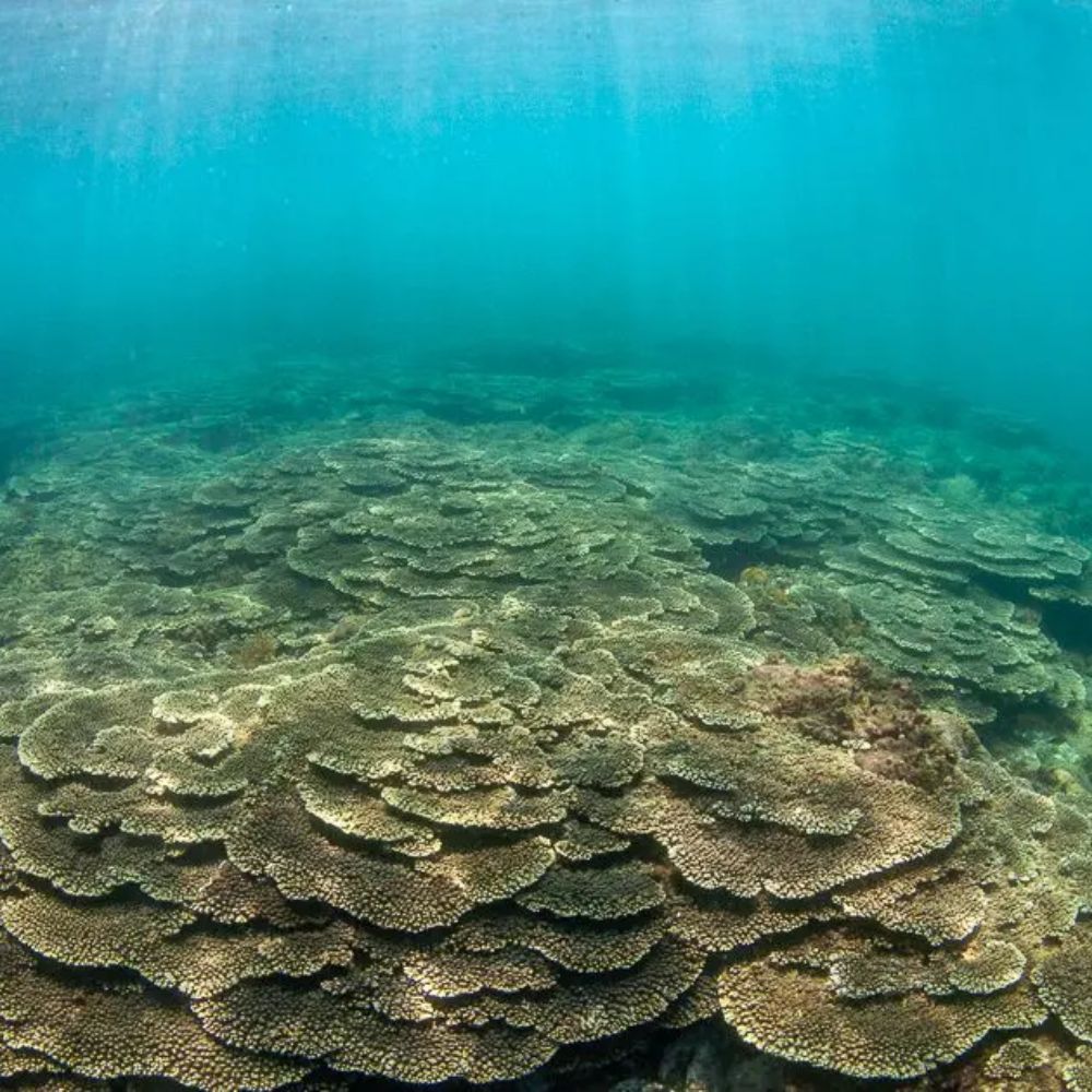 2ボートファンダイビング【ライセンス保有者限定】　1名様 ｜ ダイビング ファンダイビング 和歌山県 串本町【aqa002】