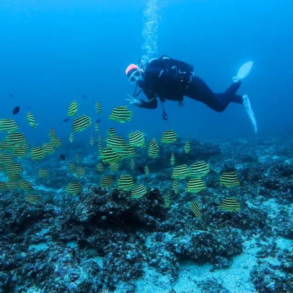 2ボートファンダイビング【ライセンス保有者限定】　1名様 ｜ ダイビング ファンダイビング 和歌山県 串本町【aqa002】