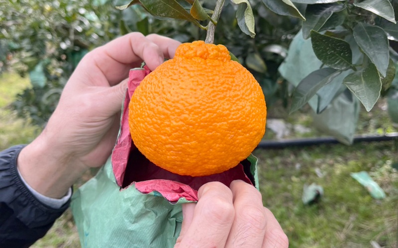 【先行予約】【数量わずか】樹上完熟しらぬい（不知火） 約2kg(6個) 秀品 2025年2月中旬～2025年3月中旬頃に順次発送予定（お届け日指定不可）/ 和歌山 みかん しらぬい 不知火 フルーツ 柑橘 蜜柑 果物 くだもの